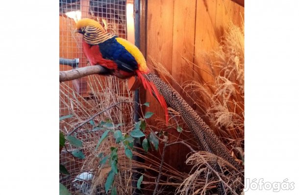 Piros aranyfácán eladó