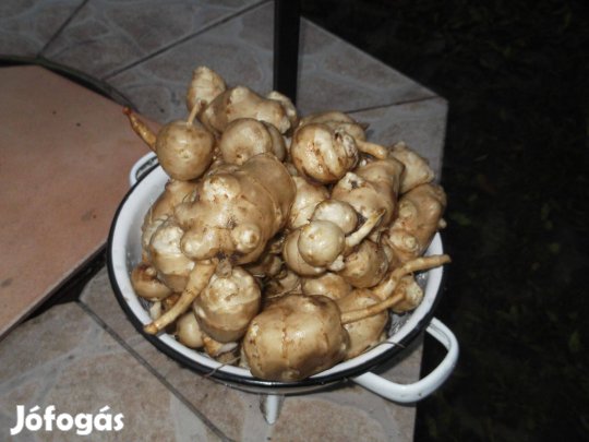 Piros kanna gumó és csicsóka eladó!