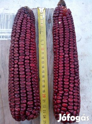 Piros lófogú kukorica mag