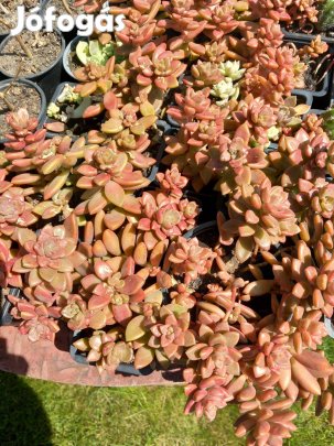 Piros pozsga szobanövény több éves masszív