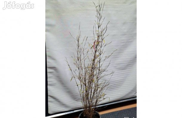 Piros szárú Bambusz, Fargesia Red Dragon, Ernyőbambusz