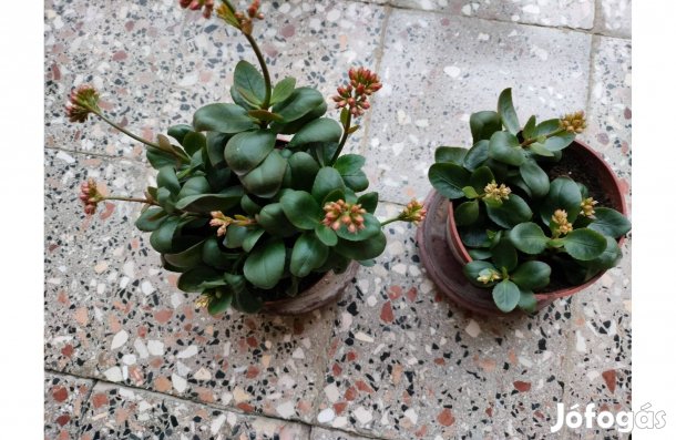 Piros színű korall virág