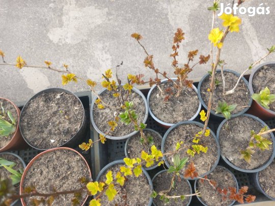 Piros vagy sárga levelű hólyagvessző kerti évelő dísz bokrok