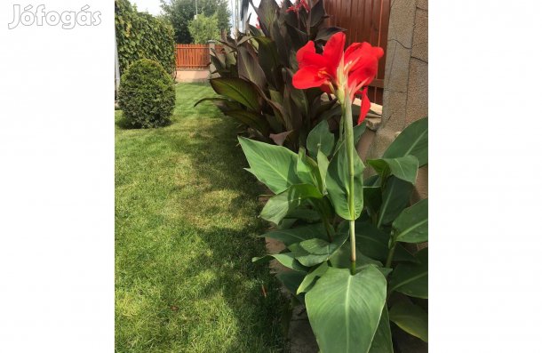 Piros virágú, zöld levelű, kánna/kána/canna gumói kb. 40 db egyben