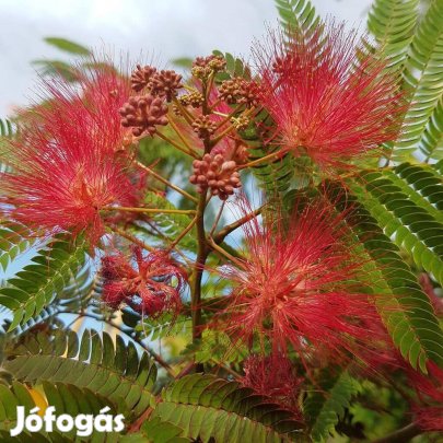 Piros virágú selyemakác oltvány eladó
