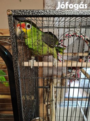 Piroskantáros amazon