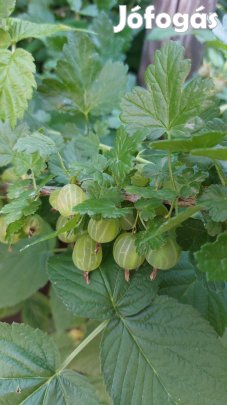 Piszke, egres, köszméte - és még sok egyéb más is