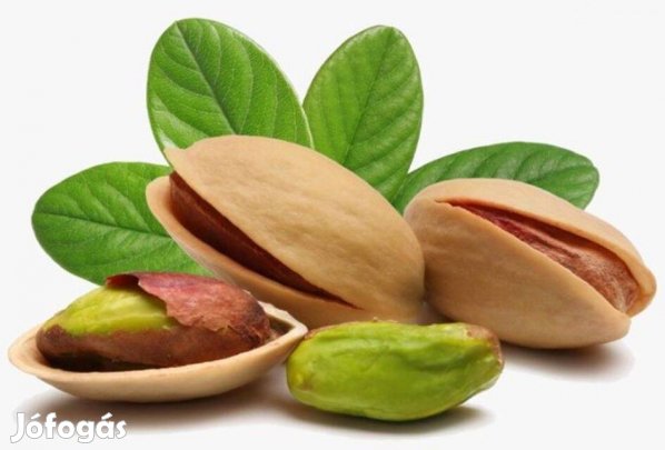 Pisztácia 4.éves oltvány Kerman - törzses-koronás, termőkorú !