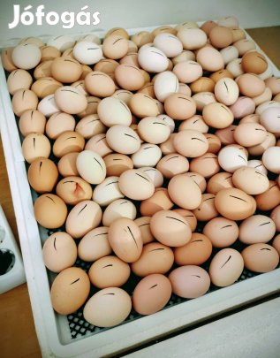 Pl Raptor 140 keltető gép 