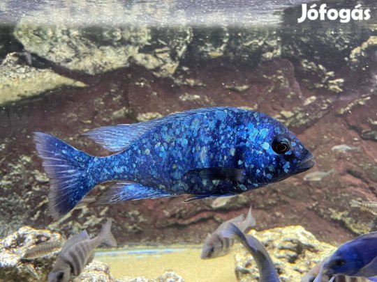 Placidochromis sp. "Phenochilus Tanzania"