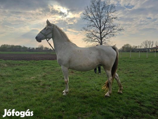 Pluto Panka lipicai kanca