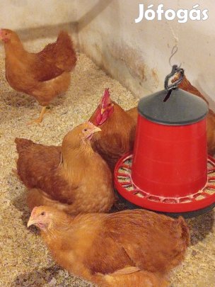 Plymuth tojások korlátozott számban eladóak