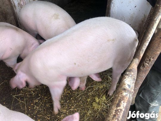 Pocsajban sertés eladó