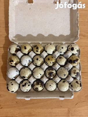 Polar gigant fürjtojás