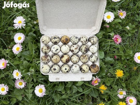 Polar gigant xl fürjtojás