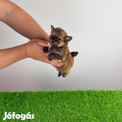 Pomapoo kiskutya Fluffy Bear