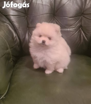 Pomerániai cukiság