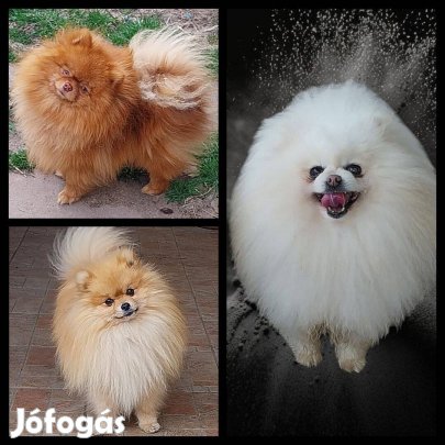 Pomerániai fedező kanok