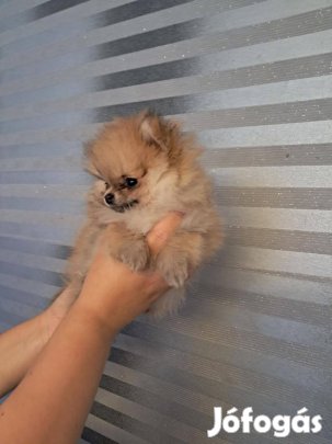 Pomerániai mini méretű kan