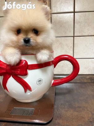 Pomeraniai törpe Spitz, útlevél , törzskönyv , garancia Pomi