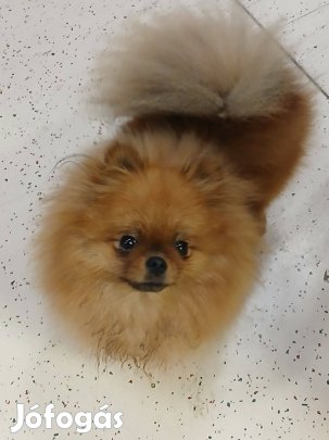 Pomerániai törpe spitz