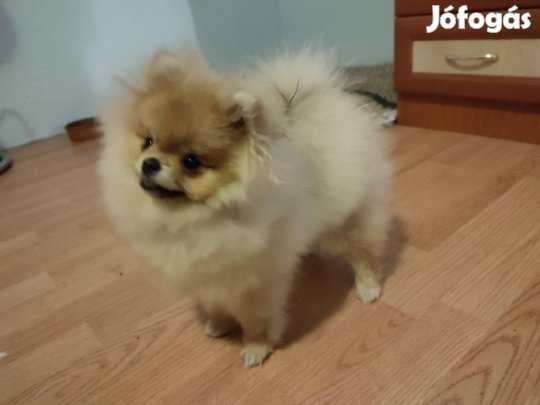 Pomerániai törpe spitz Pomerian Pomeranian Boo Spicc Pomi kislány