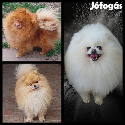 Pomerániai törpe spitz fedező kanok,FCI törzskönyvvel