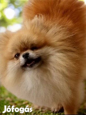 Pomerániai törpe spitz ivartalanitott szuka,kedvencnek