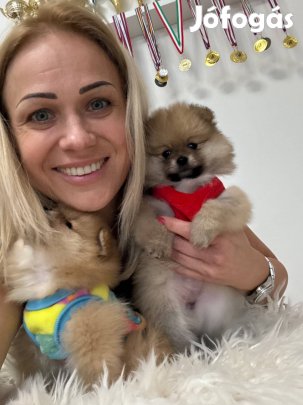 Pomerániai törpe spitz kislány. Útlevél, törzskönyv, garancia