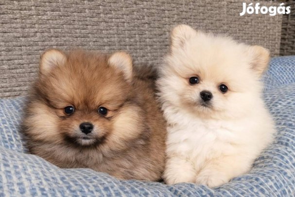 Pomerániai törpespicc eladó fajtatiszta jellegű pomi