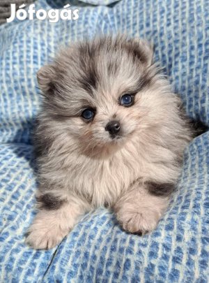 Pomerániai törpespicc fajtatiszta jellegű különleges merle pomi