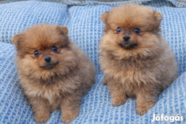 Pomerániai törpespicc fajtatiszta jellegű mini pomi