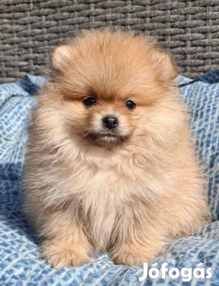 Pomerániai törpespicc fajtatiszta jellegű pomi