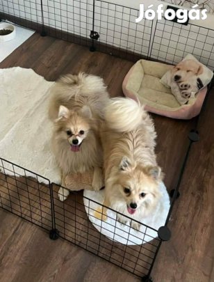 Pomerániai törpespitz