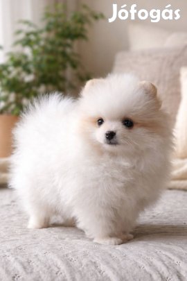 Pomerániai törpespitz eladó pomi