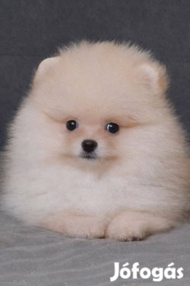 Pomerániai törpespitz eladó pomi