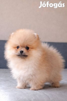 Pomerániai törpespitz eladó pomi