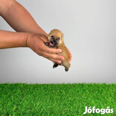 Pomerániai törpespitz kutyus törzskönyvvel, szerződéssel