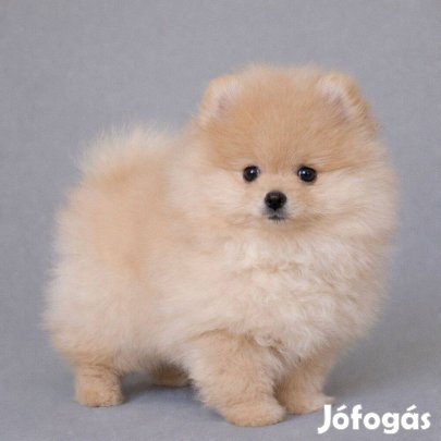 Pomerániai törpespitz törzskönyvezett ritka szép cream pomi