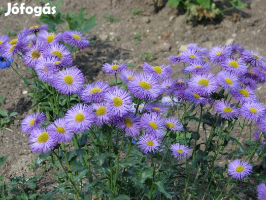 Pompás küllőrojt Erigeron speciosus