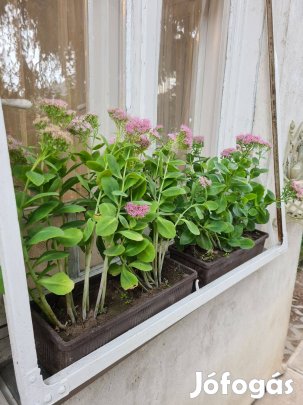 Pompás varjúháj (Sedum spectabile) konténerben, rózsaszín virágú évelő