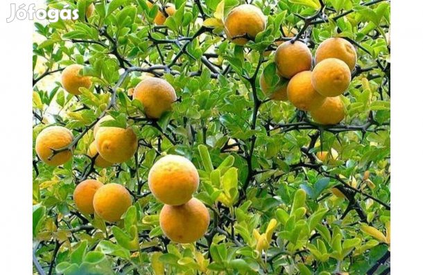 Poncirus Trifoliata Vadcitrom csemete, Télálló citrom