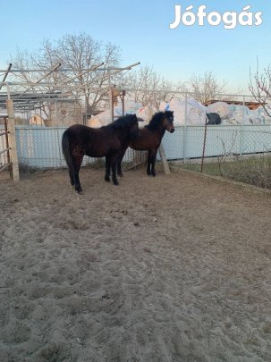 Póni csikó eladó