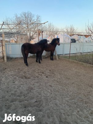 Póni csíkok eladók