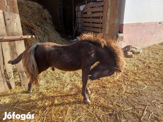 Póni csődör csikó