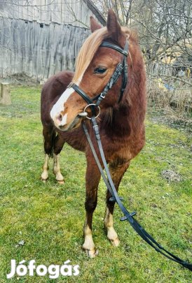 Póni eladó!!