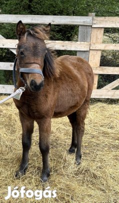 Póni kanca csikó 