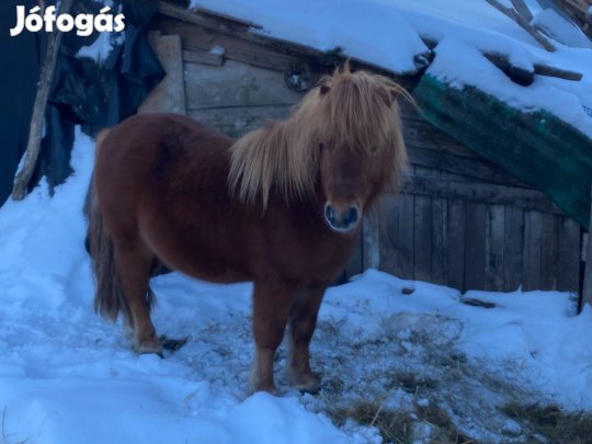 Póni ló eladó, cserélhető