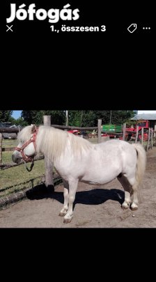 Poni ló mén papirokkal rendelkezik