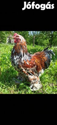 Porcelán Brahma tojás, és csibe